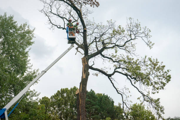 Why Choose Our Tree Removal Services in Knightdale, NC?