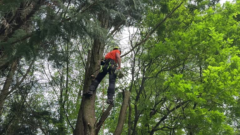 Best Tree Removal  in Knightdale, NC