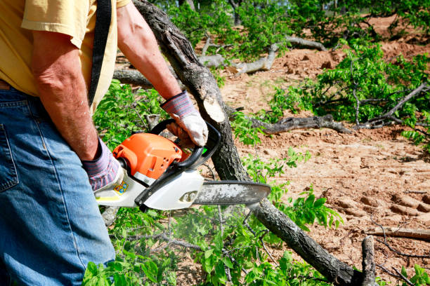 Trusted Knightdale, NC  Tree Services Experts